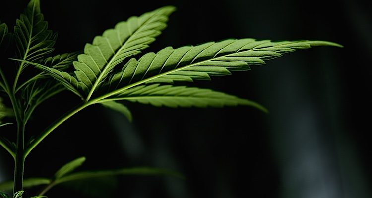cannabis libera in psicologia